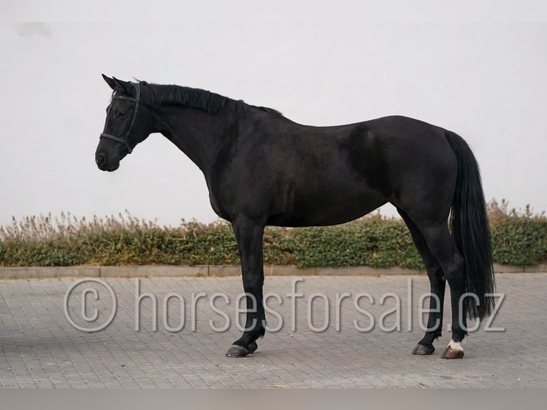 Warmblood checo Yegua 9 años 166 cm Negro in Ritka