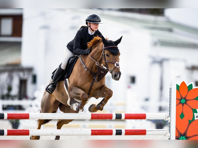 Warmblood checo Yegua 9 años 167 cm Alazán-tostado in Bystřice u Benešova