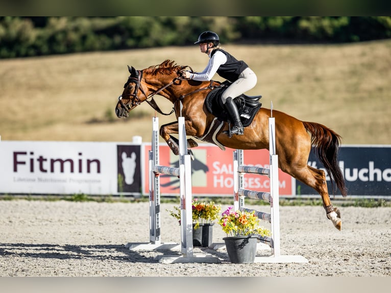 Warmblood checo Yegua 9 años 167 cm Alazán-tostado in Bystřice u Benešova
