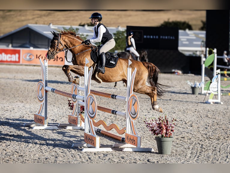 Warmblood checo Yegua 9 años 167 cm Alazán-tostado in Bystřice u Benešova