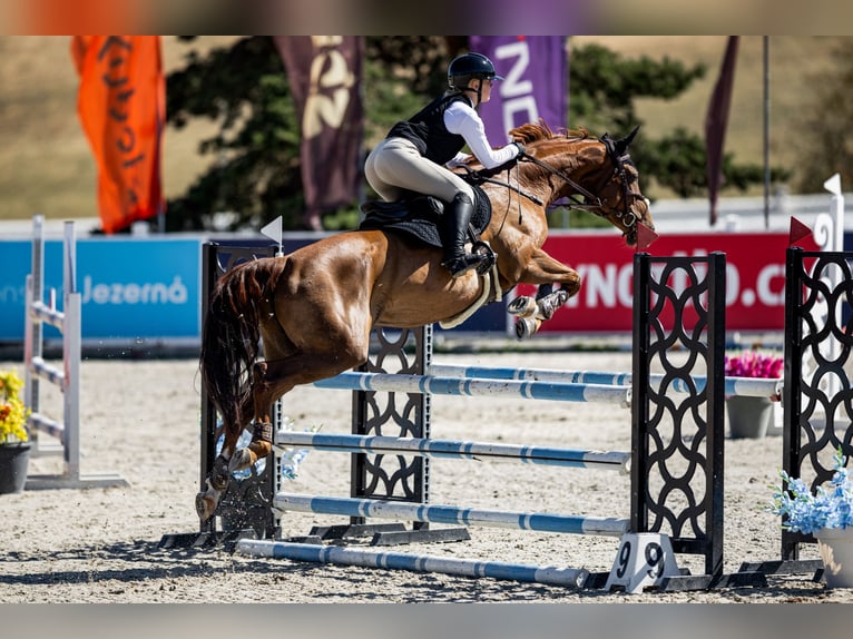 Warmblood checo Yegua 9 años 167 cm Alazán-tostado in Bystřice u Benešova