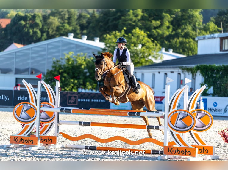 Warmblood checo Yegua 9 años 167 cm Alazán-tostado in Bystřice u Benešova