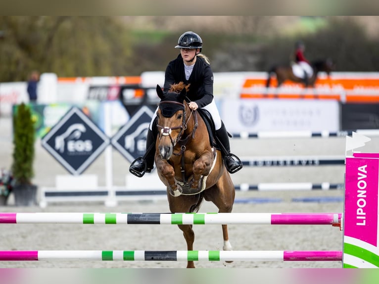 Warmblood checo Yegua 9 años 167 cm Alazán-tostado in Bystřice u Benešova