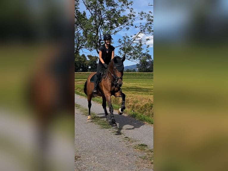 Warmblood checo Yegua 9 años 168 cm Castaño in Dornbirn
