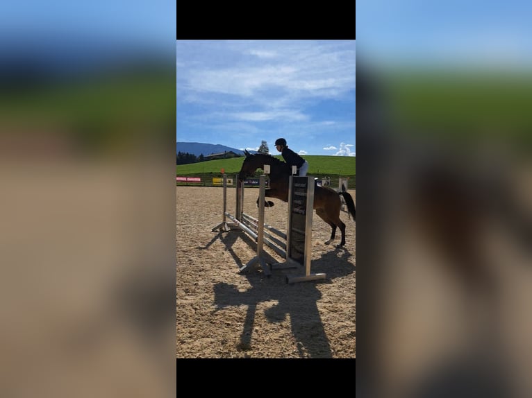 Warmblood checo Yegua 9 años 168 cm Castaño in Dornbirn