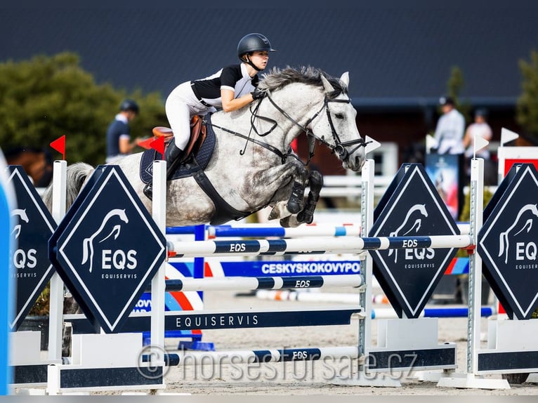 Warmblood checo Yegua 9 años 175 cm Tordo in Tyn nad Vltavou