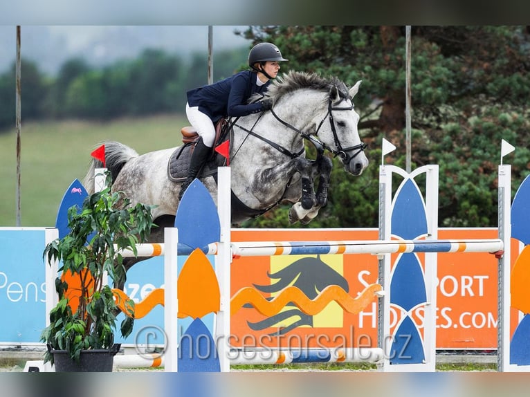 Warmblood checo Yegua 9 años 175 cm Tordo in Tyn nad Vltavou