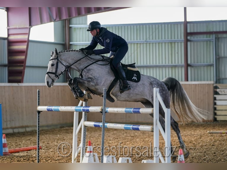 Warmblood checo Yegua 9 años 175 cm Tordo in Tyn nad Vltavou