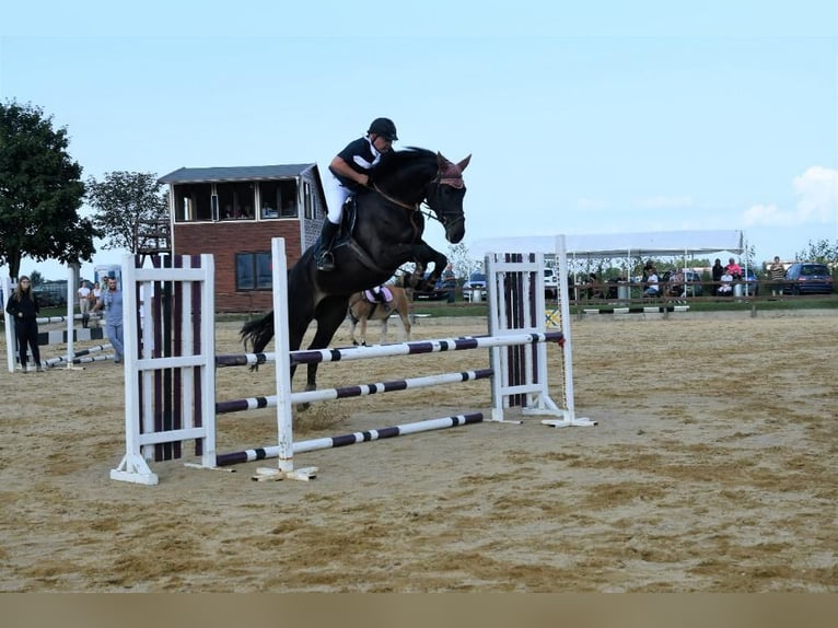 Warmblood checo Yegua 9 años Castaño oscuro in PRAGUE