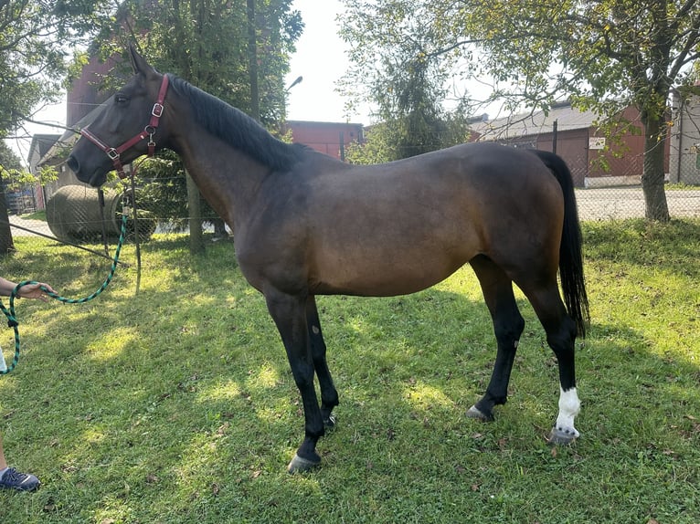 Warmblood checo Yegua 9 años Castaño rojizo in Ostrava