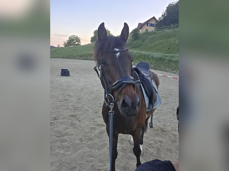 Warmblood danés Caballo castrado 10 años 165 cm Castaño oscuro in Kapfenstein