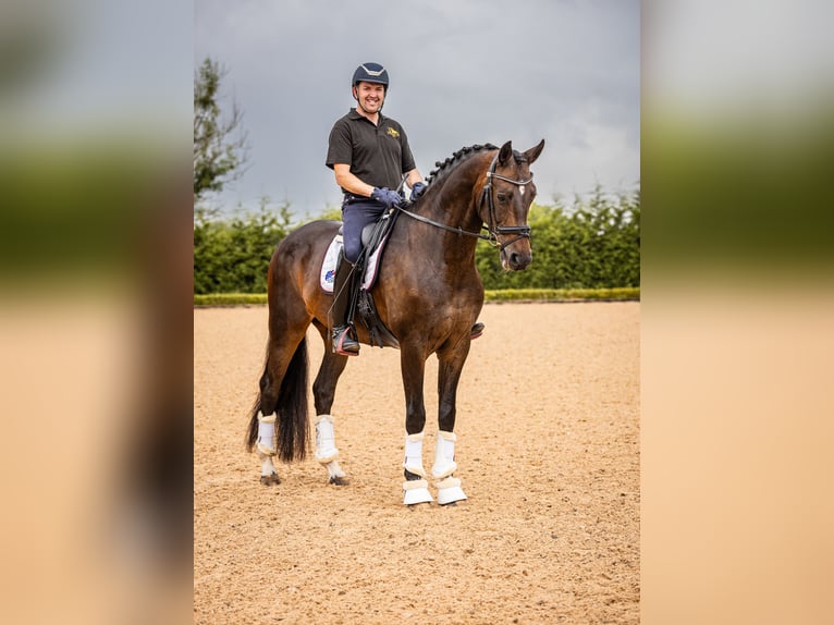 Warmblood danés Caballo castrado 10 años 173 cm Castaño rojizo in Cheshire