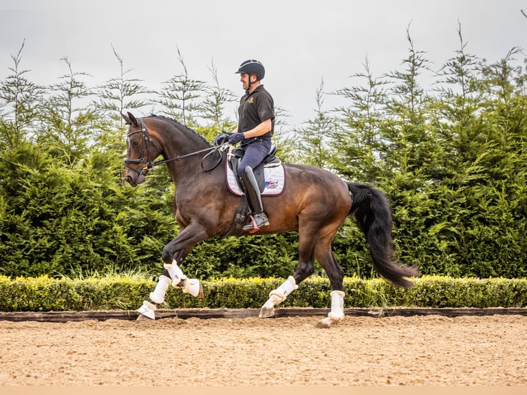 Warmblood danés Caballo castrado 10 años 173 cm Castaño rojizo in Cheshire