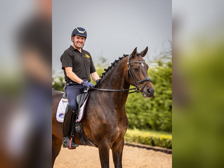 Warmblood danés Caballo castrado 10 años 173 cm Castaño rojizo in Cheshire