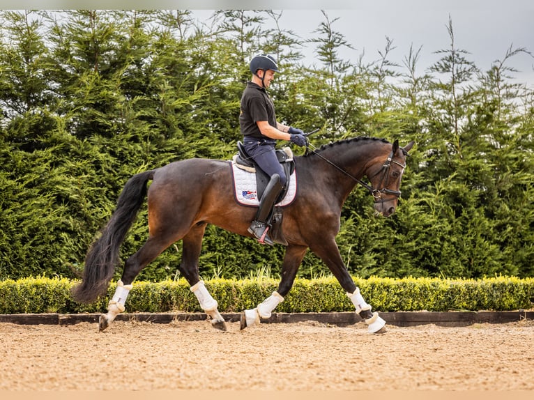 Warmblood danés Caballo castrado 10 años 173 cm Castaño rojizo in Cheshire