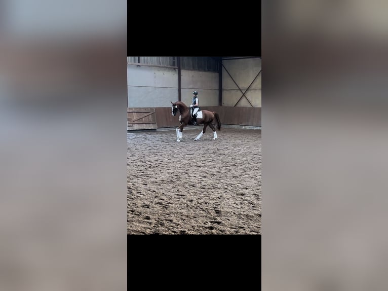 Warmblood danés Caballo castrado 10 años 178 cm Alazán in Holstebro