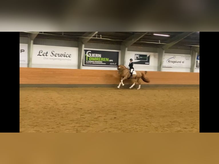 Warmblood danés Caballo castrado 10 años 178 cm Alazán in Holstebro