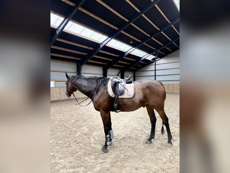 Warmblood danés Caballo castrado 10 años 180 cm Castaño claro in Aallborg