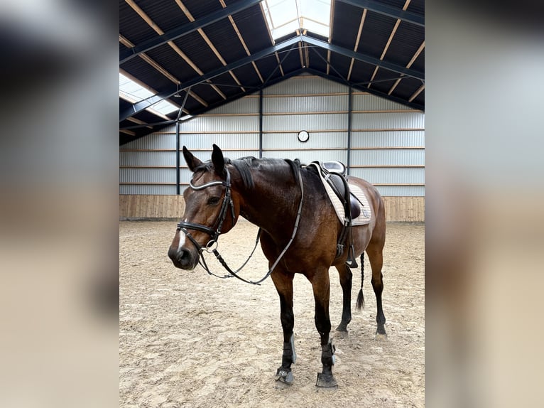 Warmblood danés Caballo castrado 10 años 180 cm Castaño claro in Aallborg