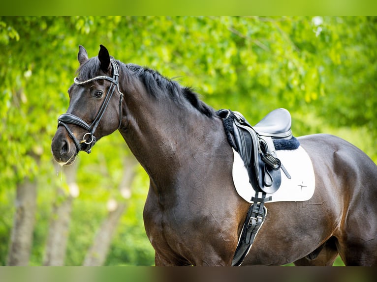 Warmblood danés Caballo castrado 10 años 180 cm Negro in Ringkøbing
