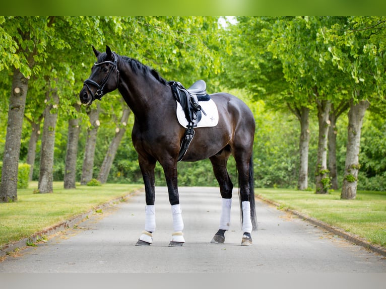 Warmblood danés Caballo castrado 10 años 180 cm Negro in Ringkøbing