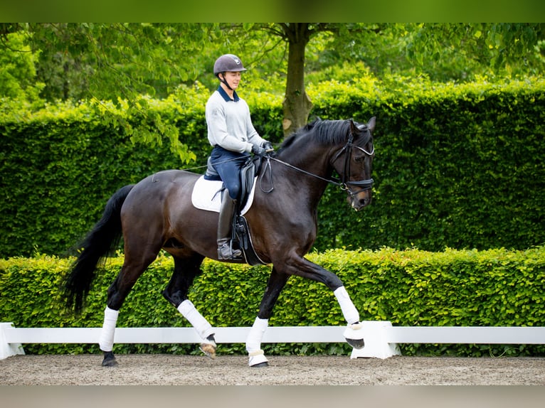 Warmblood danés Caballo castrado 10 años 180 cm Negro in Ringkøbing