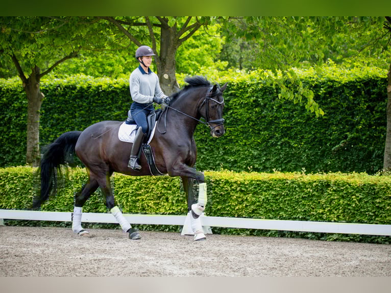 Warmblood danés Caballo castrado 10 años 180 cm Negro in Ringkøbing