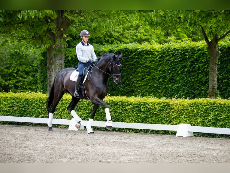 Warmblood danés Caballo castrado 10 años 180 cm Negro in Ringkøbing