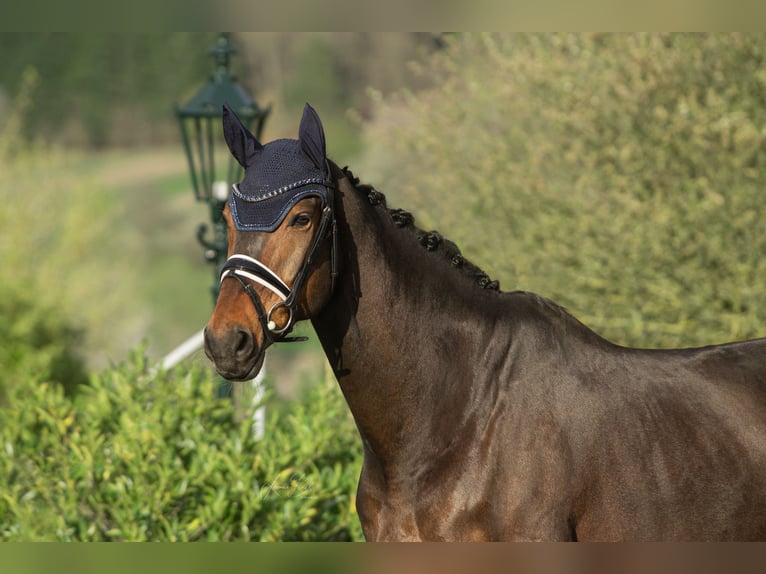 Warmblood danés Caballo castrado 11 años 167 cm Castaño oscuro in Haiger