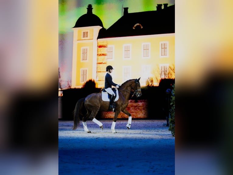 Warmblood danés Caballo castrado 11 años 168 cm Alazán-tostado in Harlosa