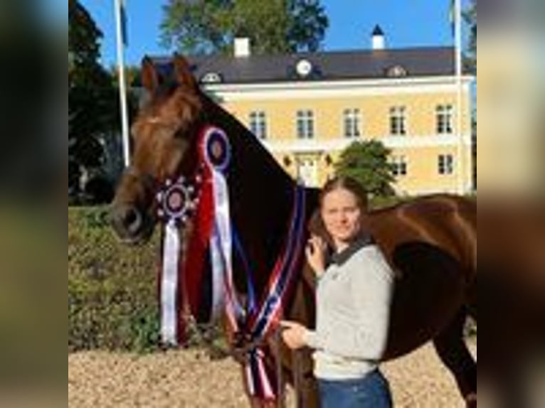 Warmblood danés Caballo castrado 11 años 168 cm Alazán-tostado in Harlosa