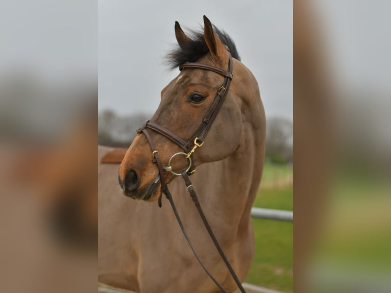 Warmblood danés Caballo castrado 11 años 175 cm Castaño in Geilenkirchen
