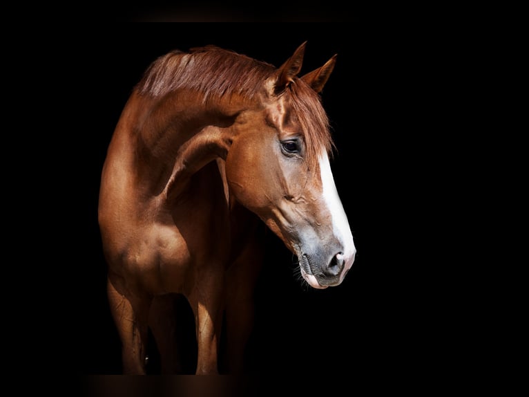 Warmblood danés Caballo castrado 11 años 183 cm Alazán in Nordwalde