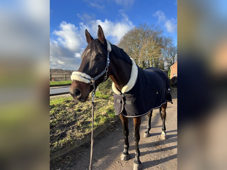 Warmblood danés Caballo castrado 11 años in Senden