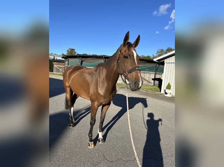 Warmblood danés Caballo castrado 12 años 170 cm Castaño in Hörby