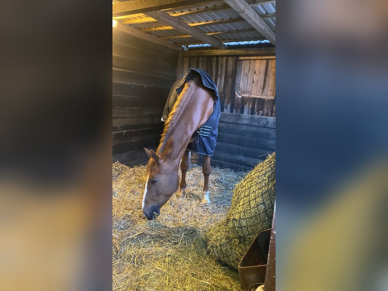 Warmblood danés Caballo castrado 12 años 172 cm Alazán in AhrensburgAhrensburg