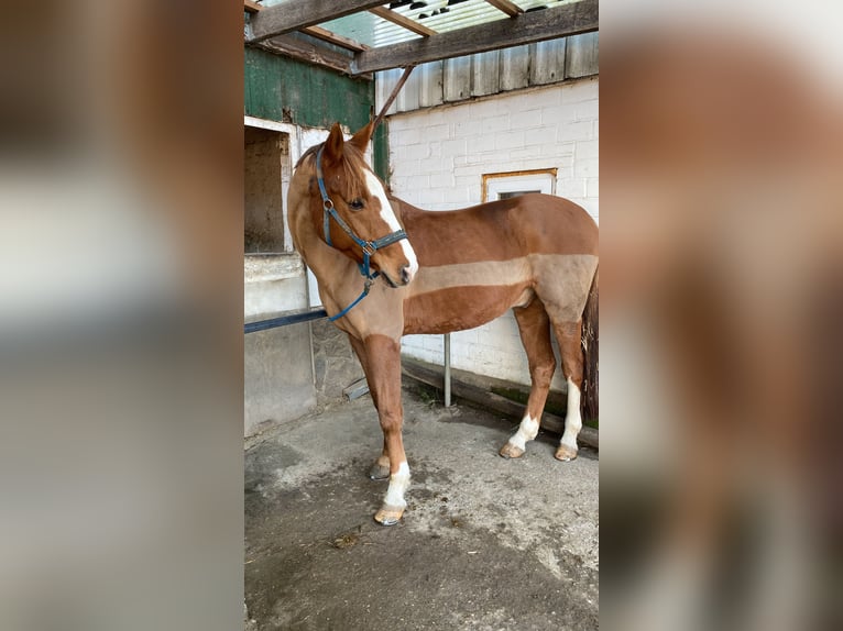 Warmblood danés Caballo castrado 12 años 172 cm Alazán in AhrensburgAhrensburg