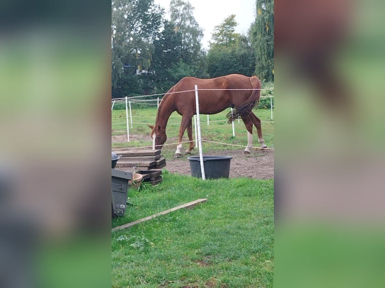 Warmblood danés Caballo castrado 12 años 172 cm Alazán in AhrensburgAhrensburg