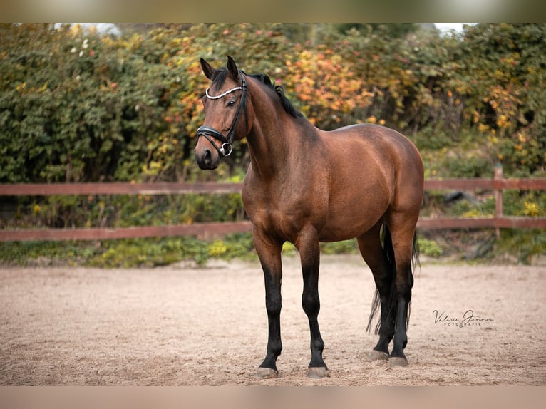 Warmblood danés Caballo castrado 12 años 174 cm Castaño in Blekendorf