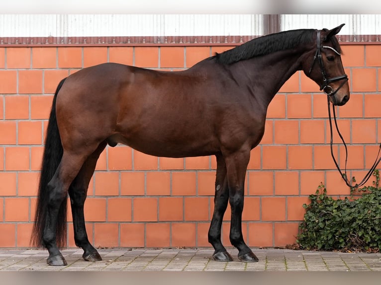 Warmblood danés Caballo castrado 12 años 178 cm Castaño in Hattstedt