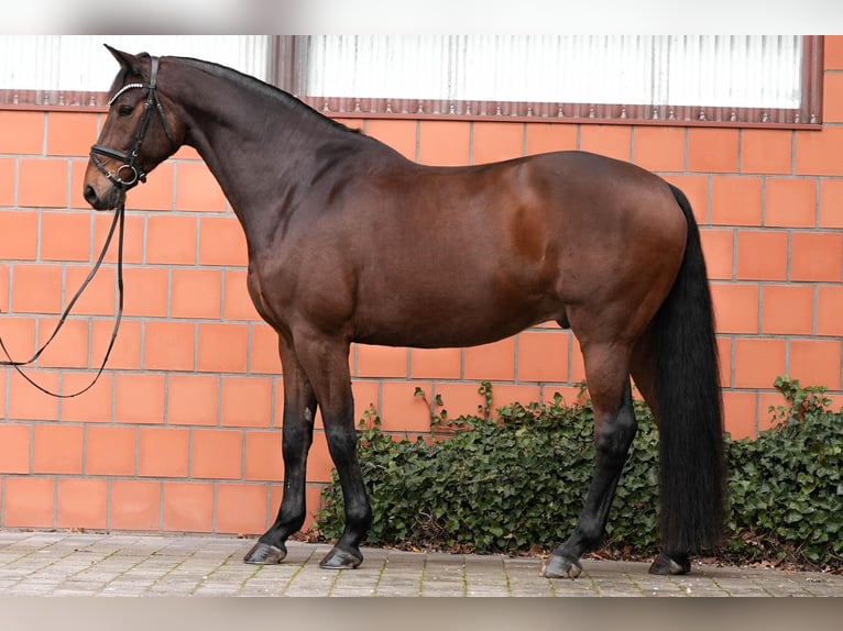 Warmblood danés Caballo castrado 12 años 178 cm Castaño in Hattstedt