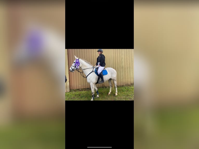 Warmblood danés Caballo castrado 13 años 173 cm White/Blanco in Aalborg