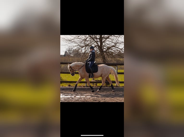 Warmblood danés Caballo castrado 14 años 150 cm Palomino in SirksfeldeLabenz