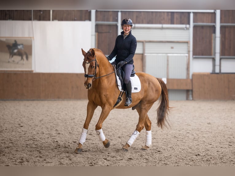 Warmblood danés Caballo castrado 14 años 170 cm Alazán in Kobylany