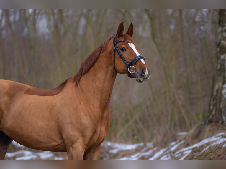 Warmblood danés Caballo castrado 14 años 170 cm Alazán in Kobylany