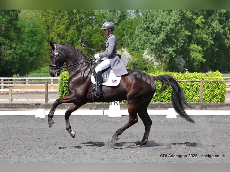 Warmblood danés Caballo castrado 14 años Negro in Duddleswell