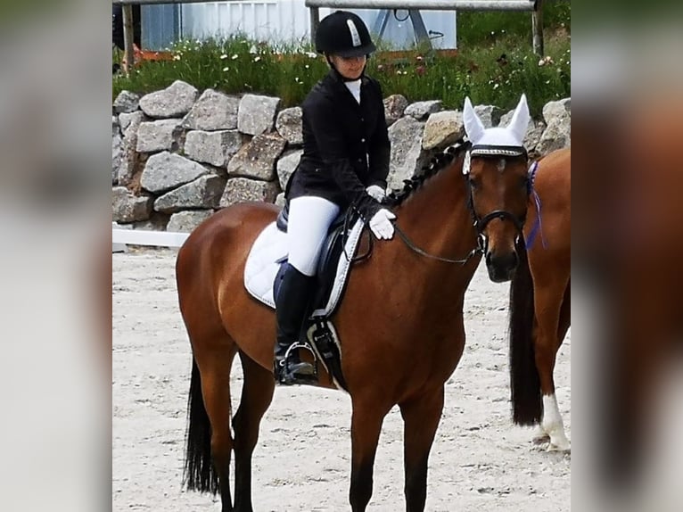 Warmblood danés Caballo castrado 15 años 168 cm Castaño in Görwihl