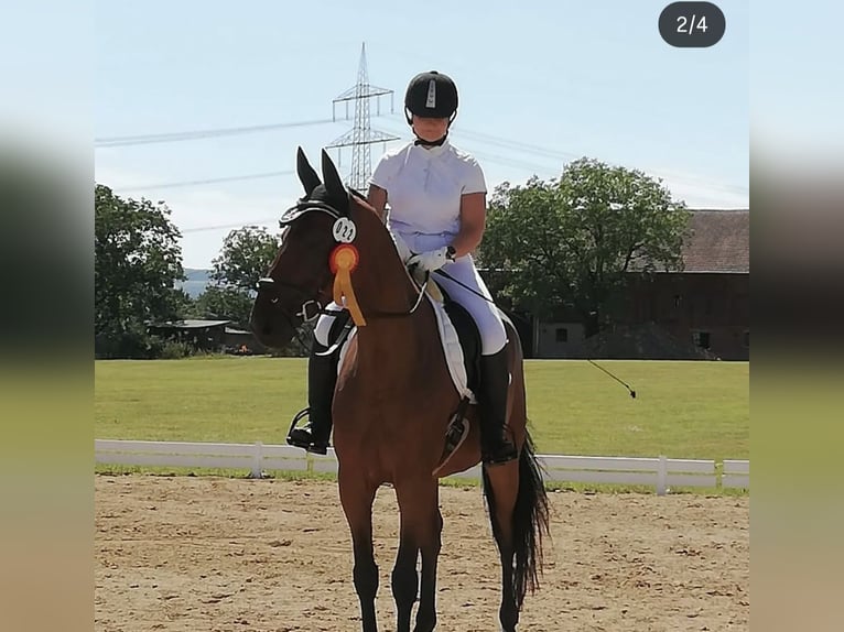 Warmblood danés Caballo castrado 15 años 168 cm Castaño in Görwihl