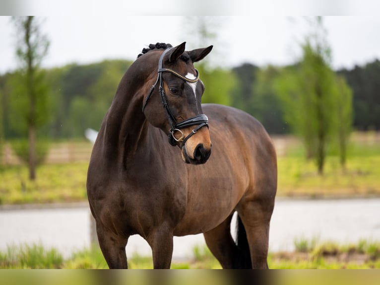 Warmblood danés Caballo castrado 15 años 168 cm Castaño rojizo in Mol