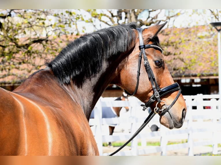 Warmblood danés Caballo castrado 15 años 170 cm Castaño in Dielsdorf